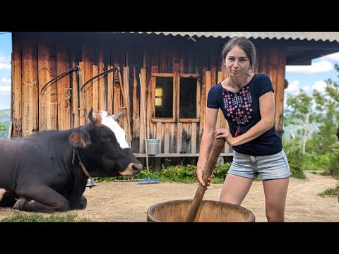 Hard hand work in a mountain village on cows farm. Making 3 types of cheese one day