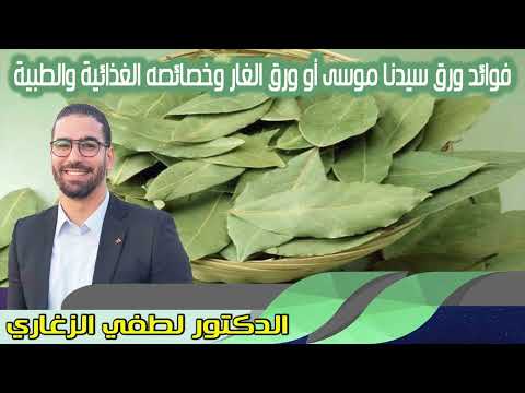 فوائد ورق سيدنا موسى أو ورق الغار وخصائصه الغذائية والطبية الدكتور لطفي الزغاري