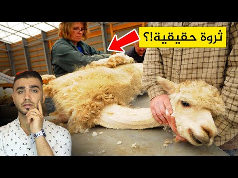 لماذا تربي المزارع هذا الحيوان!؟😱تجارة مربحة💁&zwj;♂️ صناعة الملابس من أغلى حيوان في العالم!؟