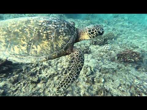 Exploring Oahu'sCoastal Wonders: Majestic Turtles in Paradise @adventurousshawn