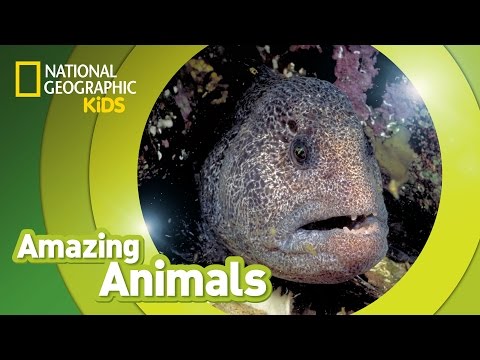 Wolf Eel | Amazing Animals