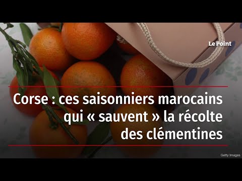 Corse : ces saisonniers marocains qui &laquo; sauvent &raquo; la r&eacute;colte des cl&eacute;mentines