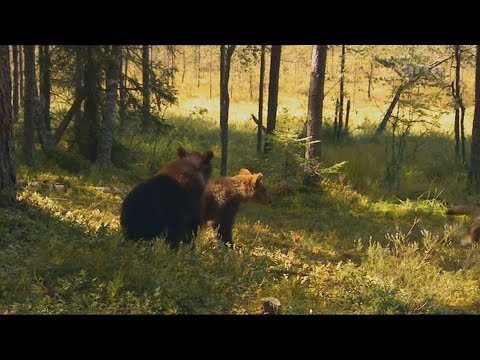 Baby Bears Alone in the Forest