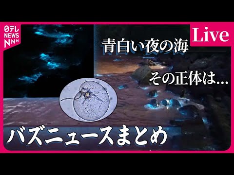 【バズニュースまとめ】夜の海できらめく青白い光 /  米・ケンタッキー州の高速道路に&ldquo;ニワトリ /  アオサノリ養殖に危機&hellip;など　ニュースライブ（日テレNEWS LIVE）