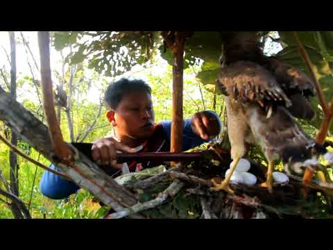 Man watching eagle egg 