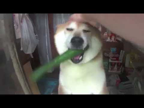 Doge Store Clerk (Shiba)--Shiba Inu In Tokyo