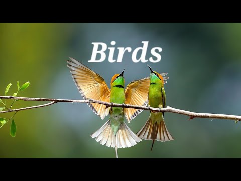 Birds 4k | Relaxing nature | Beautiful birds sounds in the forest