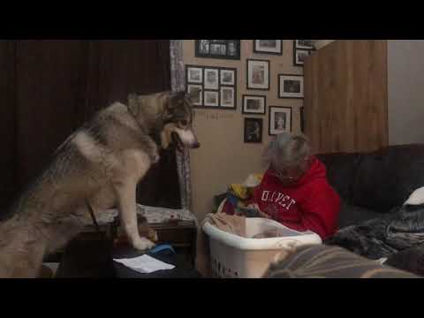 Wolf tries to get moms attention.