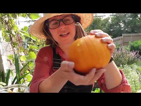 Let's Go Outside: Pumpkin Mindfulness