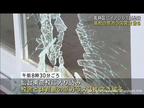 仙台市の住宅街にイノシシ出没　高校の窓ガラスも突き破る　仙台市若林区