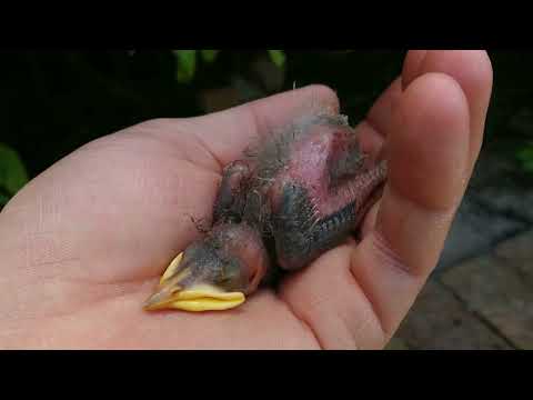 Raising a Baby Starling