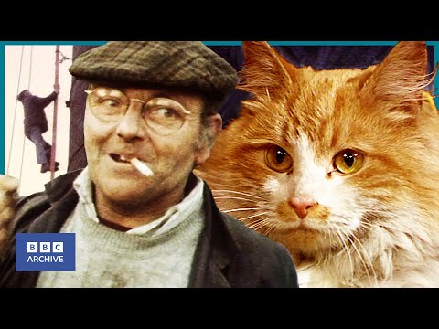 1983: FRED DIBNAH foiled by GINGER TOMCAT at 160ft | BBC News | Animal Magic | BBC Archive