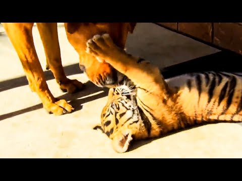 Tigers and Dogs Playing Together | Tigers About The House | BBC Earth Kids