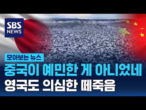 일본 앞바다 1100톤 정어리 떼죽음&hellip;중국 이어 영국도 '의심' / SBS / 모아보는 뉴스