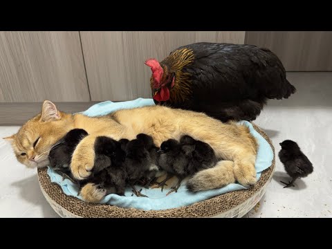 The hen was surprised!Kittens know how to take care of chicks better than hens.Cute andinteresting😊