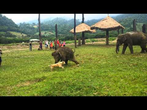 Cute Baby Elephant Gets Frustrated After Chasing A Dog