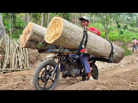 Skilled wood taxi workers carrying large logs