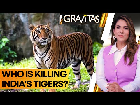 Gravitas | 202 Tigers died in India in 2023, it's a 10-year high | WION