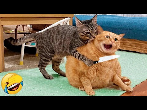 You Laugh You Lose 😍 Funniest Cats and Dogs 2023 😻🐶 Part 17