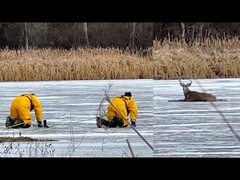 Firefighters Crawl Across Frozen Lake to Rescue Deer