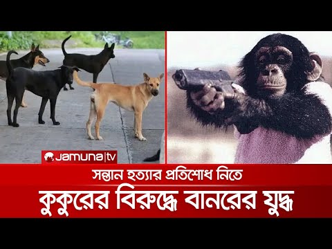 ৩ মাস ধরে যুদ্ধে কুকুর-বানর; নিহত ২৫০ কুকুর; আটক ২ বানর | Monkey-Dog War