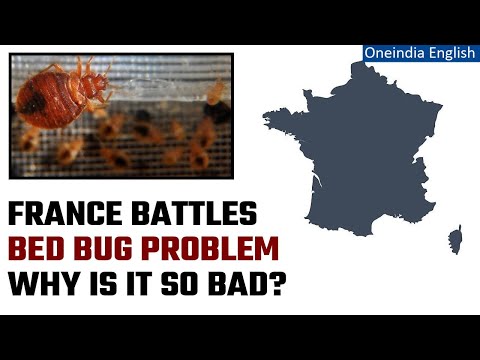 Paris: &lsquo;Widespread&rsquo; bed bug outbreak takes over Paris during Fashion Week | Oneindia News