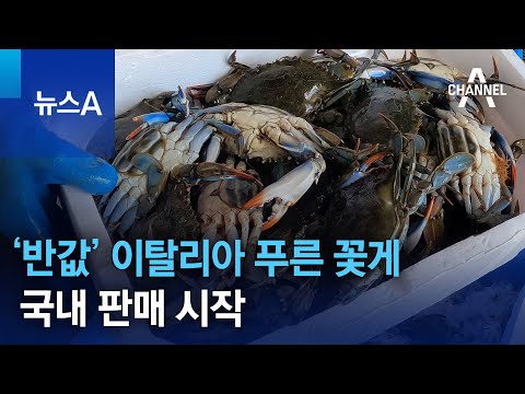 &lsquo;반값&rsquo; 이탈리아 푸른 꽃게&hellip;국내 판매 시작 | 뉴스A