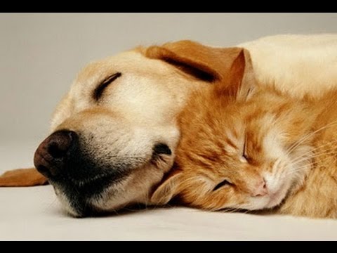 MUSIQUE TR&Egrave;S CALMANTE Pour Chiens et Chats &hearts;&hearts;&hearts; Sommeil Paisible, Soulage le Stress et l'Anxi&eacute;t&eacute; 🎧 3H