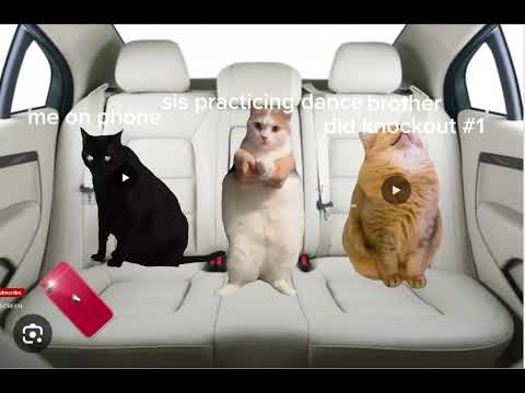 Cat Memes: POV: Family Roadtrip pt.1 pt.2 coming soon!