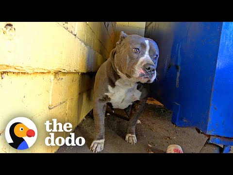 Pittie Couldn't Stop Shaking Until Her Rescuers Finally Give Her A Hug | The Dodo Pittie Nation