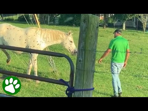 Horse whisperer saves trapped horse