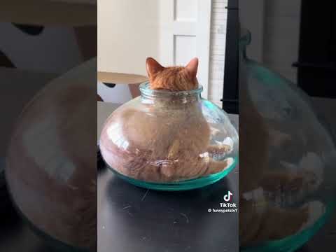 Silly cats I found on TikTok!1!!! | NOT MINE | CREDITS to the creators!