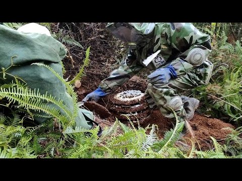 HUGE UNDERGROUND HORNET NEST,JAPANESE GIANT VESPA MANDARINIA,UNDERGROUND MURDER WASP