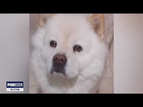 Mill Valley veteran 'heartbroken' over missing dog taken from dog park