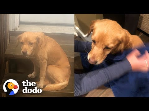 Stray Puppy Wanders Into Stranger's Home in the Middle of Night |The Dodo