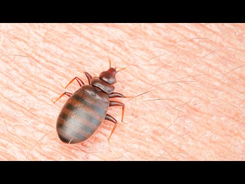 &lsquo;No one is safe&rsquo;: Paris suffering massive bed bug infestation