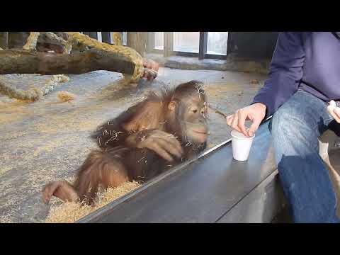 Monkey Sees A Magic Trick