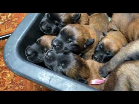 Puppies crying. The sound that all dogs love. Belgian Malinois.