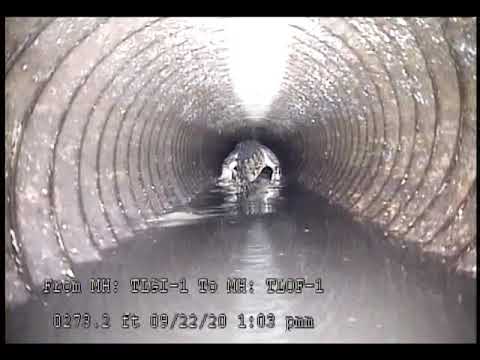 Gator in Storm Drain