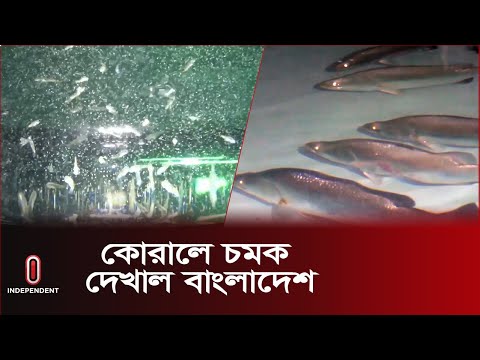 প্রথমবারের মতো দিচ্ছে বিপুল লাভের হাতছানি || Coral Fish || Sea Fish || Independent Tv