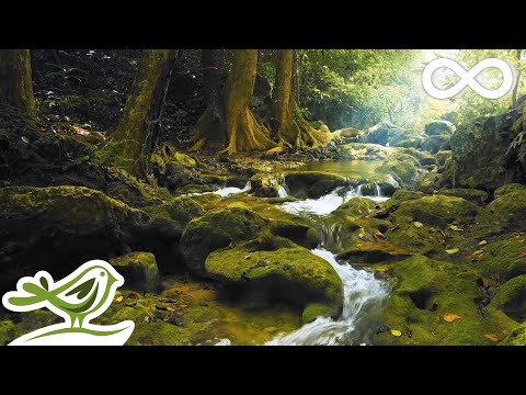 Relaxing Music with Birds Singing - Beautiful Piano Music &amp; Guitar Music by Soothing Relaxation