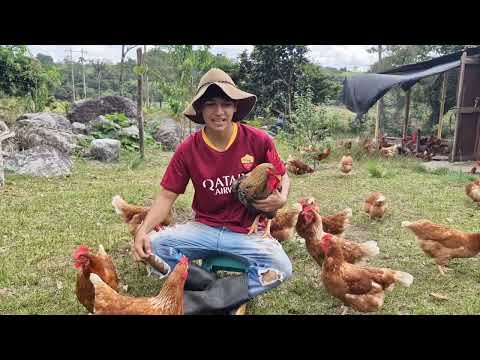 Hablemos de gallinas &quot;Cuantos huevos se recogen de 150 gallinas&quot; (Hy-line Brown #16)