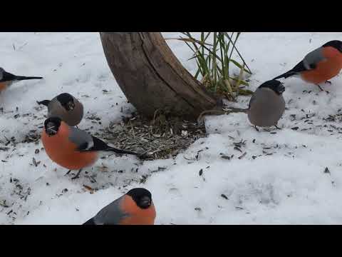 random birdfeeder relax video 25 10 2023  Majavatnet - Norway