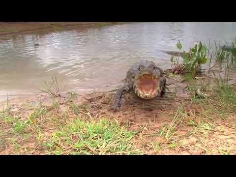 Crocodile attempts to attack man