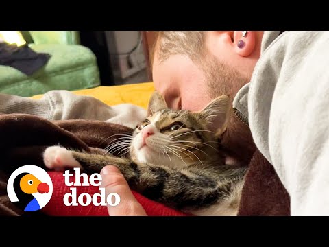 Couple Rescues Kitten At Starbucks Drive-Thru | The Dodo