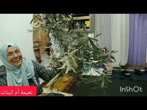 وصفة الزيتون و الكرم تحيد السرطان وخا يكون في العضم