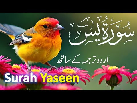 Surah Yasin ( Yaseen ) with Urdu Tarjuma | Quran tilawat | Episode 006 | Quran with Urdu Translation