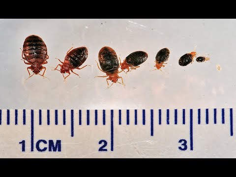 Bed Bug Prevention and Control for Health Workers - English