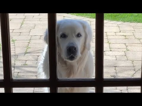 14-Year-Old Golden Retriever Brings Surprises to Neighbors Every Day | The Dodo