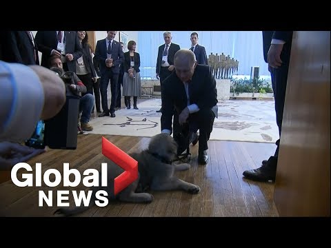 Vladimir Putin gifted puppy by Serbian President Aleksandar Vucic